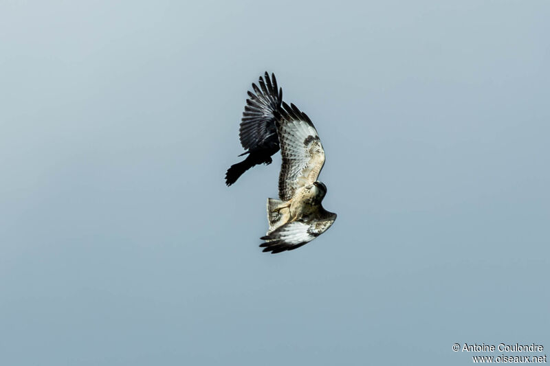 Common Buzzardadult, Flight, Behaviour