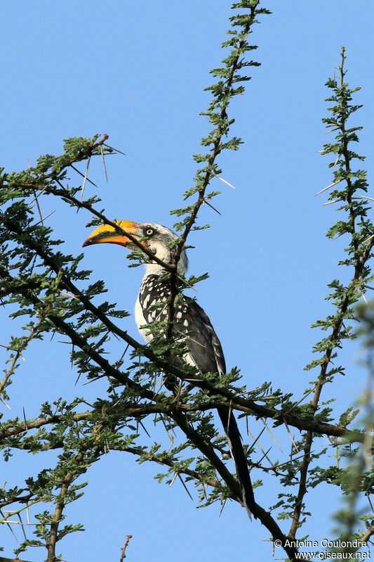 Eastern Yellow-billed Hornbilladult