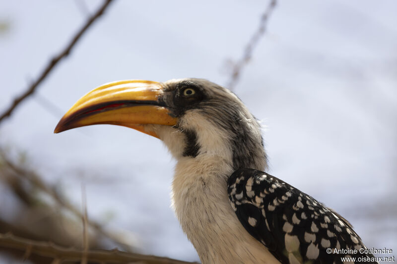 Eastern Yellow-billed Hornbill female adult, close-up portrait