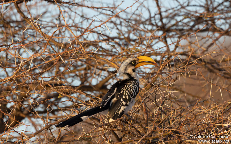 Eastern Yellow-billed Hornbill female adult