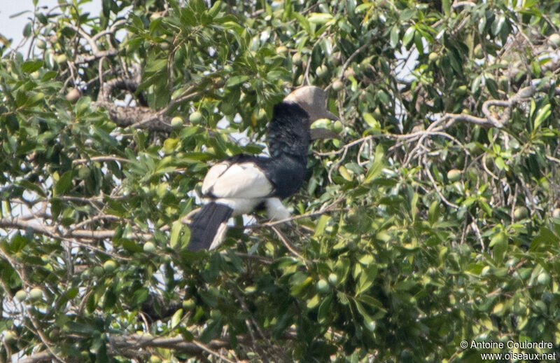 Black-and-white-casqued Hornbill male adult, eats