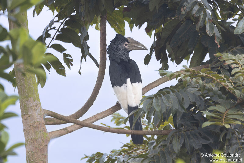 Black-and-white-casqued Hornbill female adult breeding