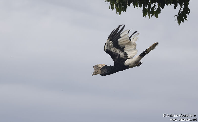 Black-and-white-casqued Hornbill male adult breeding, Flight