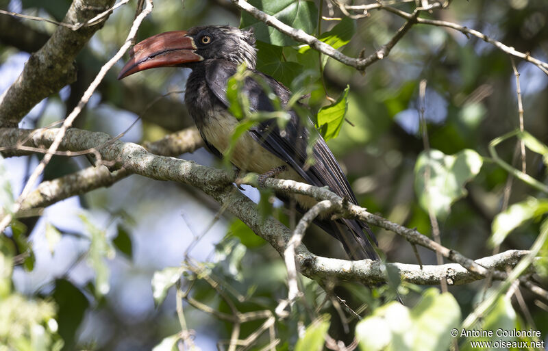 Crowned Hornbilladult