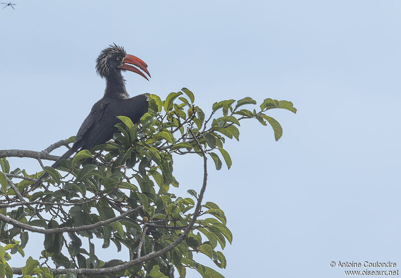 Crowned Hornbill