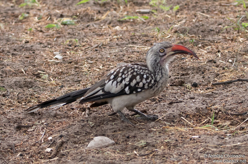 Southern Red-billed Hornbilladult