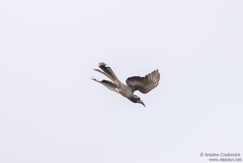 Bradfield's Hornbilladult, Flight