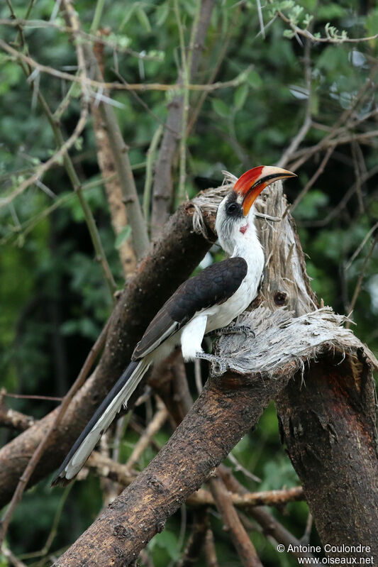 Von der Decken's Hornbill female adult