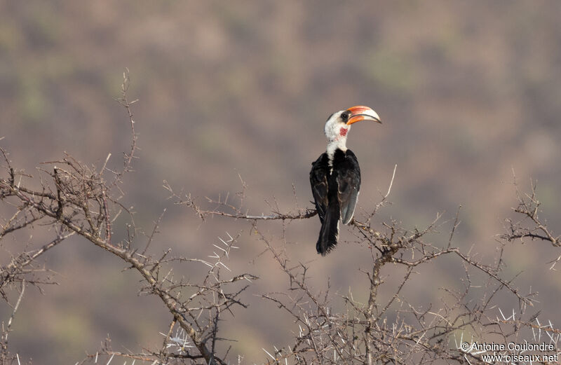 Von der Decken's Hornbill female adult breeding