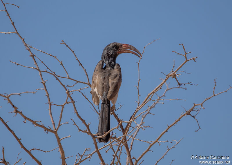 Monteiro's Hornbilladult