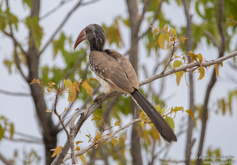 Monteiro's Hornbilladult