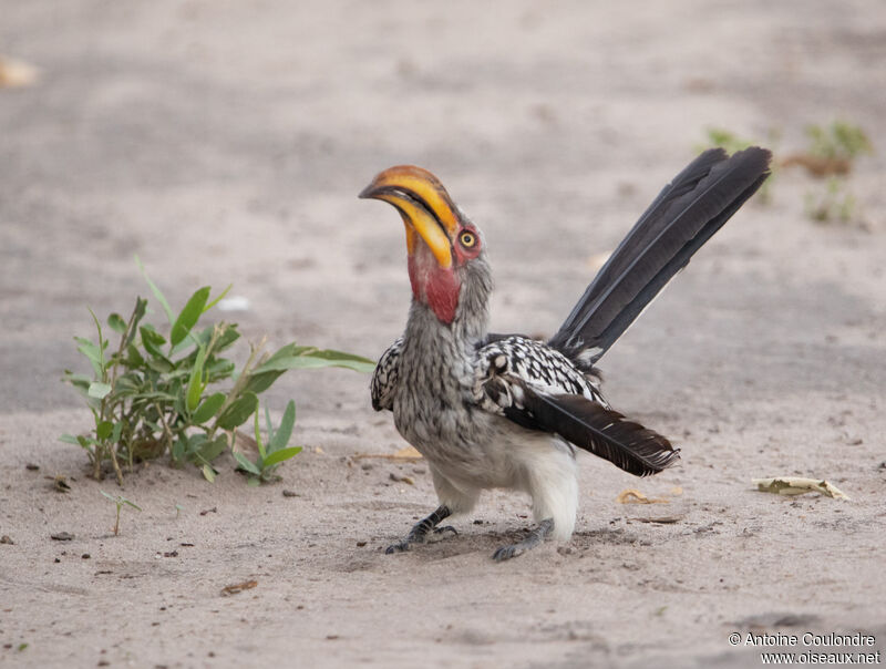 Southern Yellow-billed Hornbill male adult