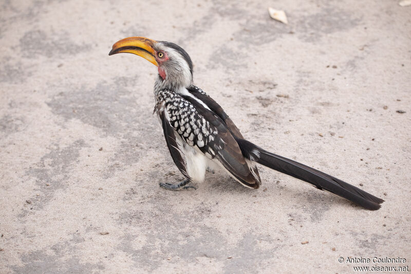 Southern Yellow-billed Hornbill male adult