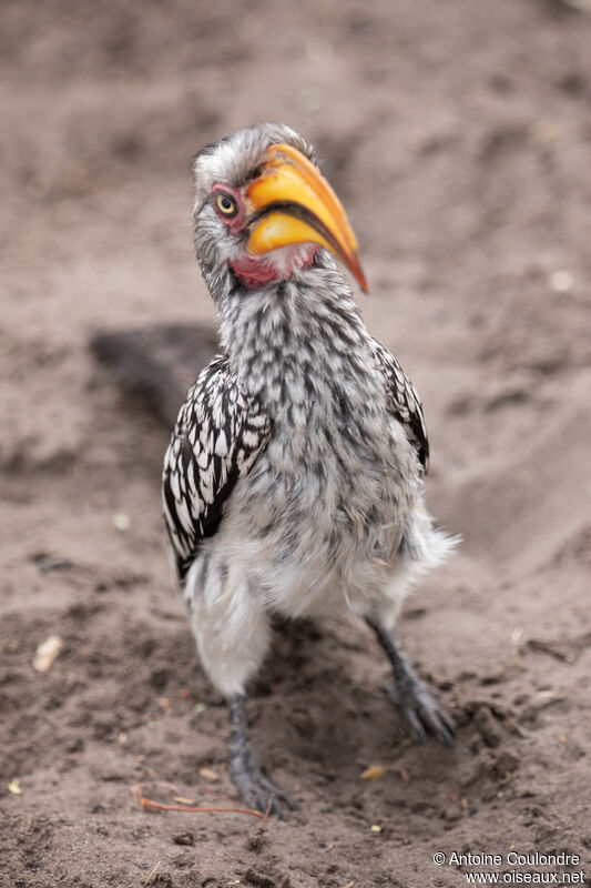 Southern Yellow-billed Hornbill male adult