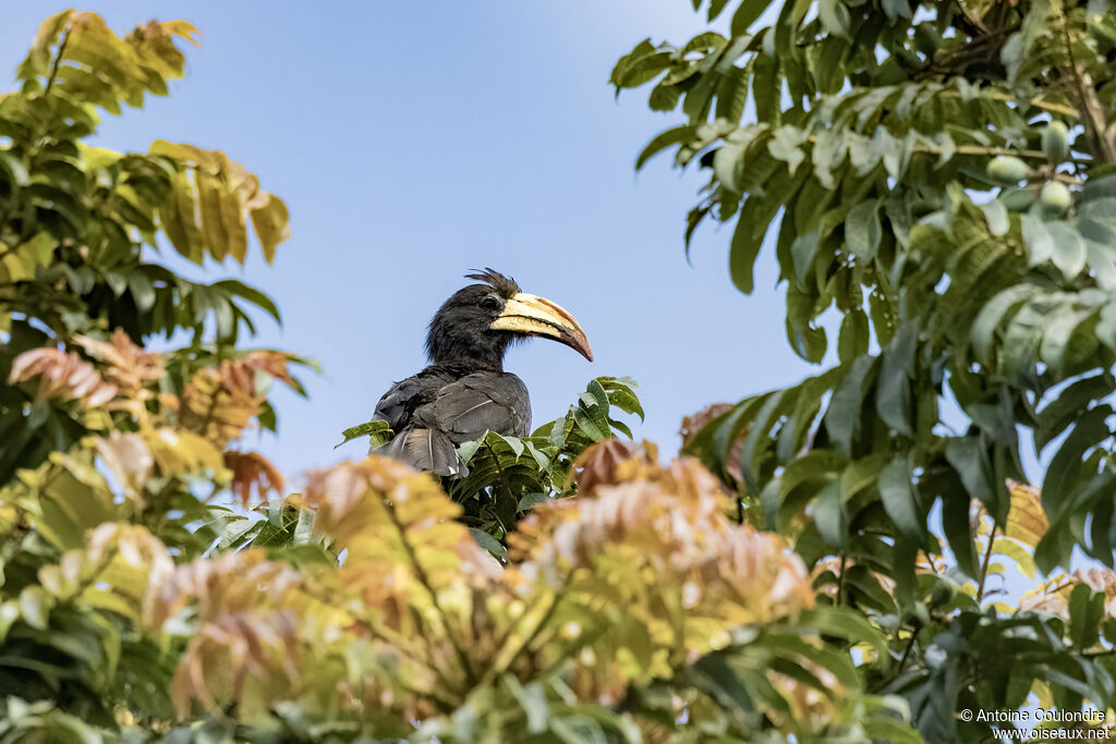 Calao longibandeadulte