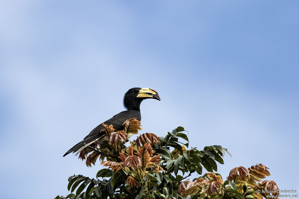 Calao longibandeadulte