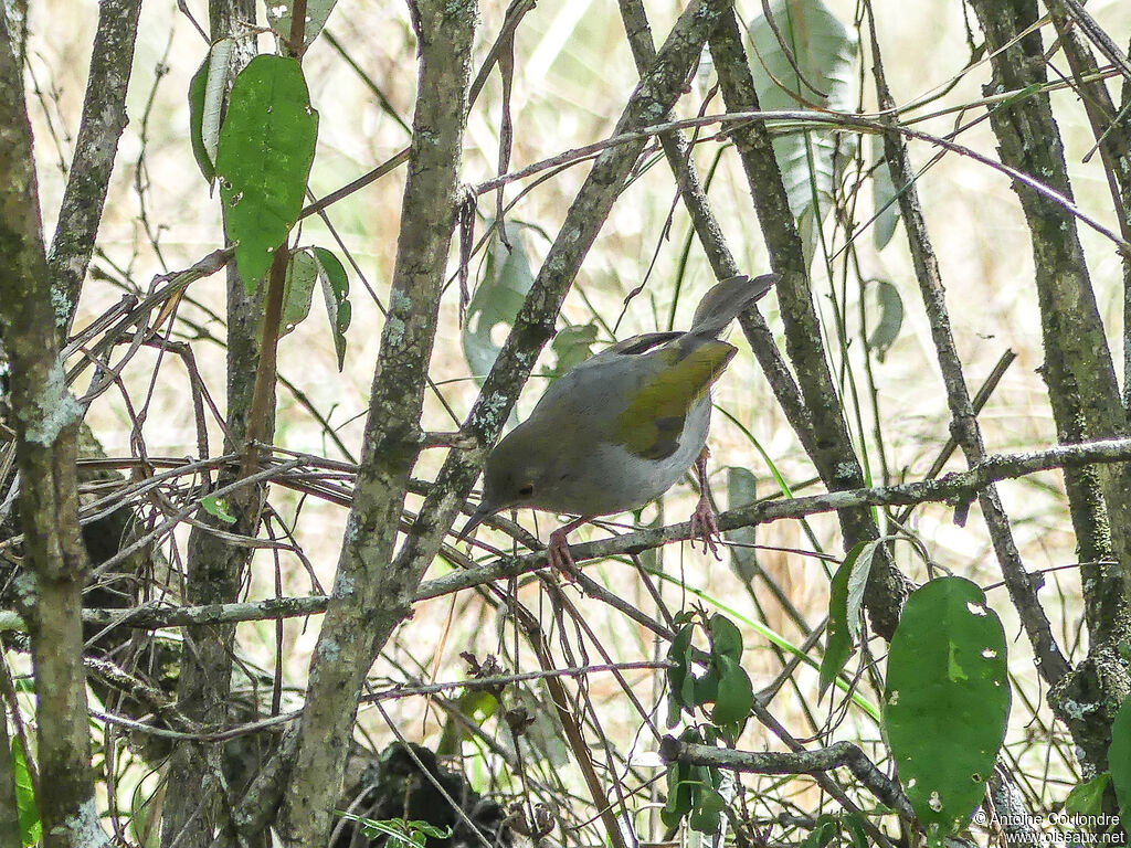 Camaroptère à tête griseadulte