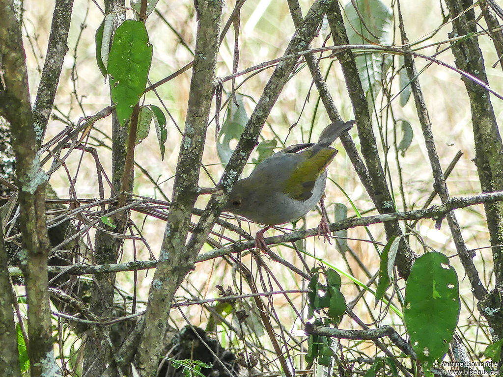 Camaroptère à tête griseadulte
