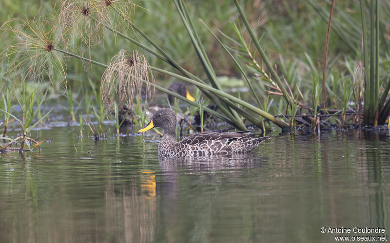 Yellow-billed Duckadult