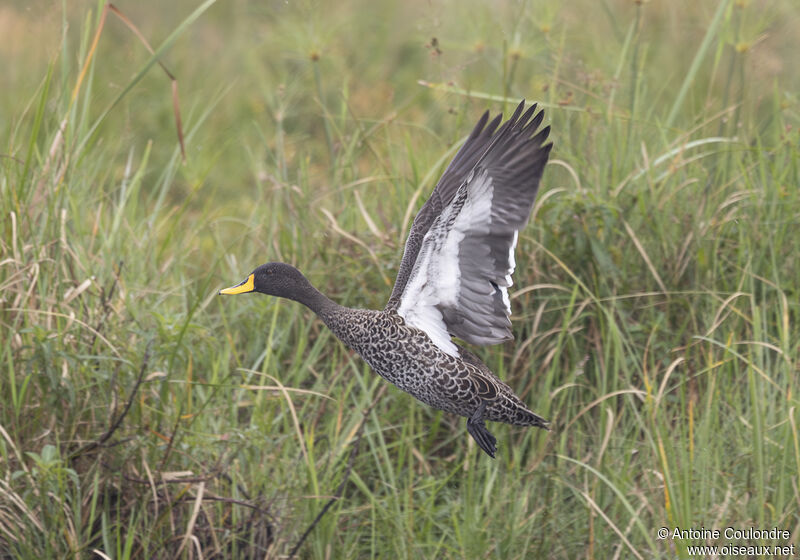 Yellow-billed Duckadult