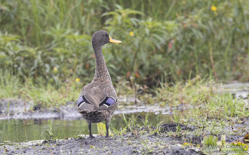 Canard à bec jaune mâle adulte