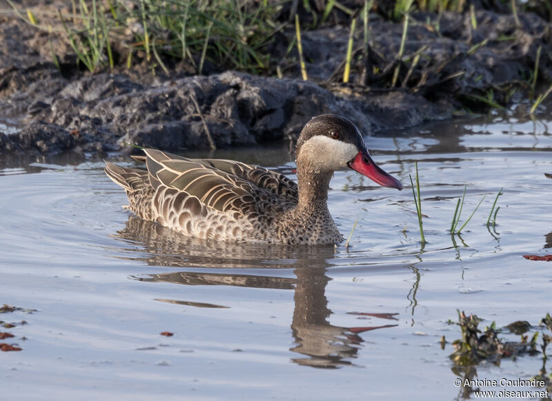 Red-billed Teal