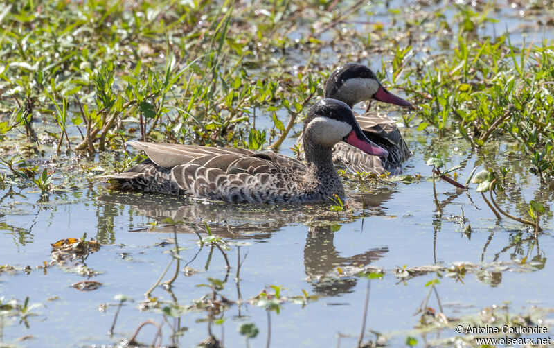 Red-billed Tealadult