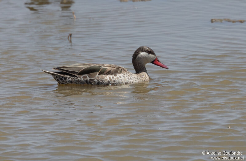 Red-billed Tealadult