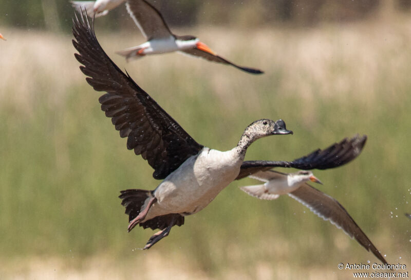 Knob-billed Duck