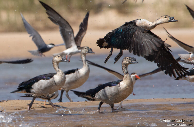 Knob-billed Duck