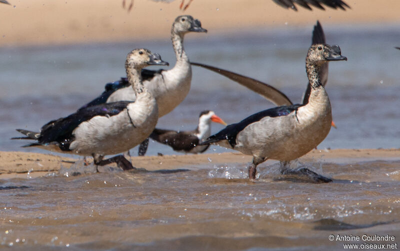 Knob-billed Duck