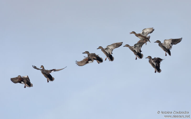 Gadwall male, Flight