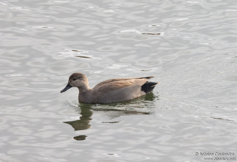 Canard chipeau mâle adulte