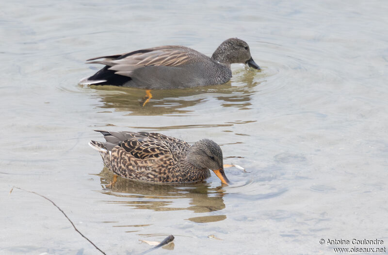 Canard chipeauadulte, mange