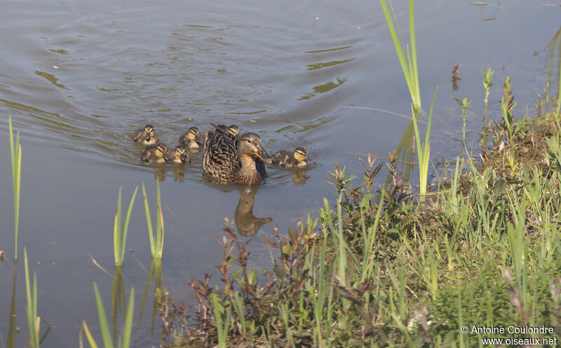 Canard colvert