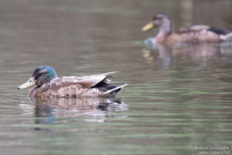 Mallard male adult post breeding