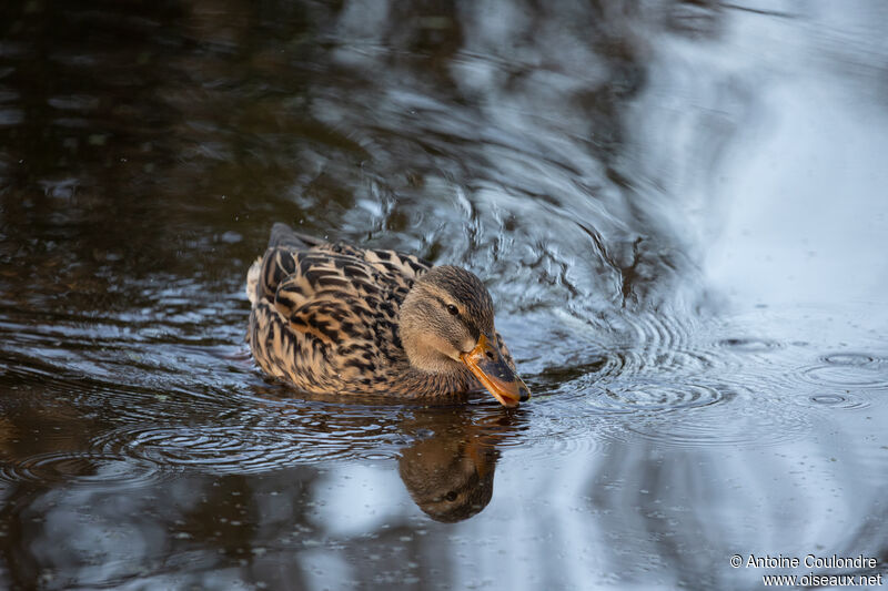 Mallard female adult