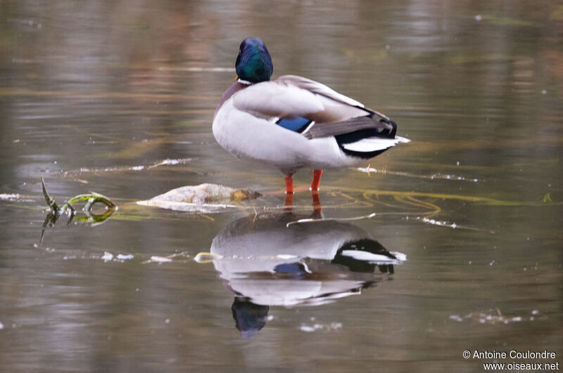 Canard colvert mâle adulte nuptial