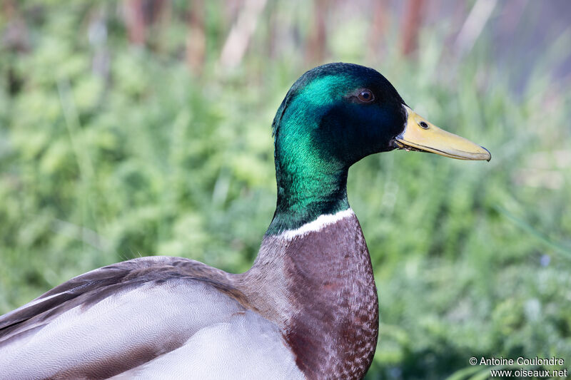 Mallard male adult breeding, close-up portrait