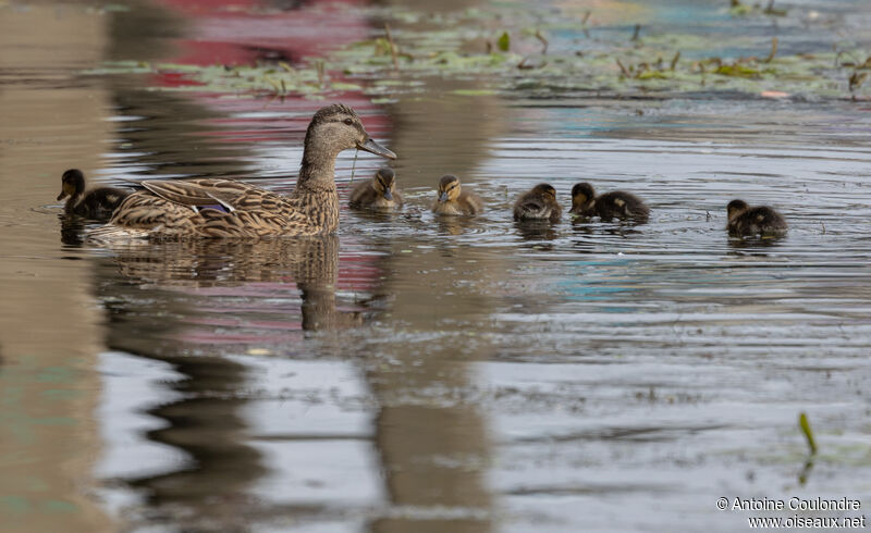 Mallard