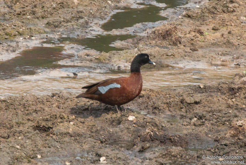 Hartlaub's Duckadult, walking