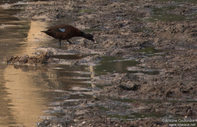 Canard de Hartlaubadulte, mange