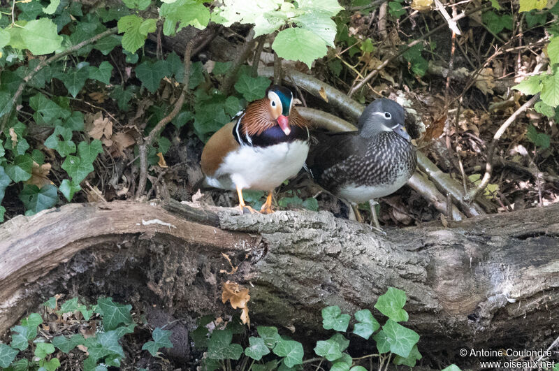 Mandarin Duckadult