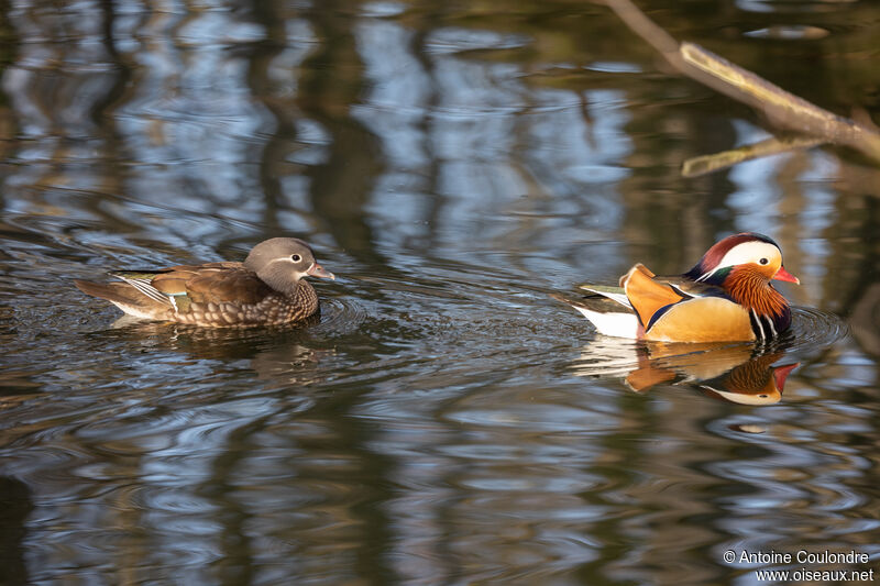 Mandarin Duckadult