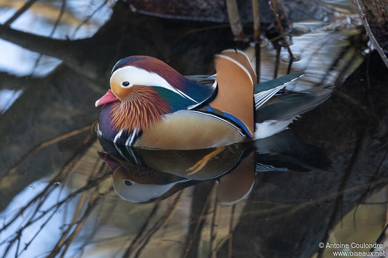 Mandarin Duck male adult