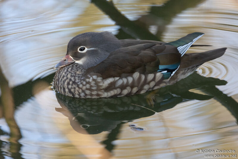 Canard mandarin femelle adulte