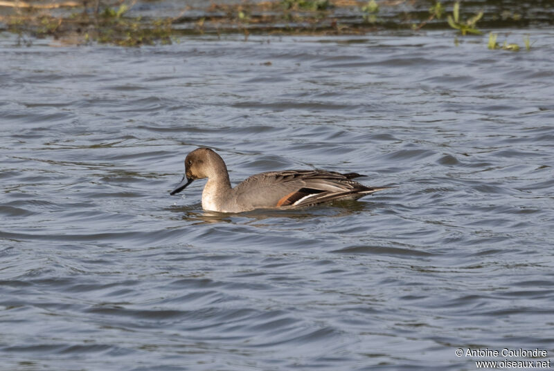 Canard pilet mâle adulte