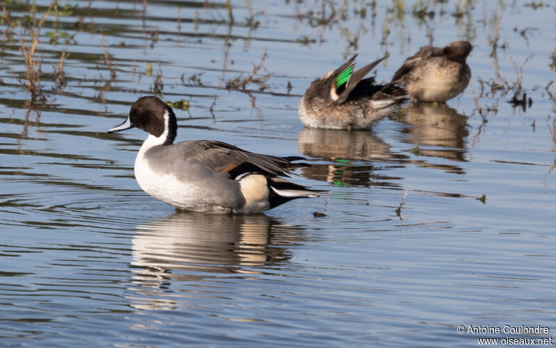 Canard pilet mâle adulte