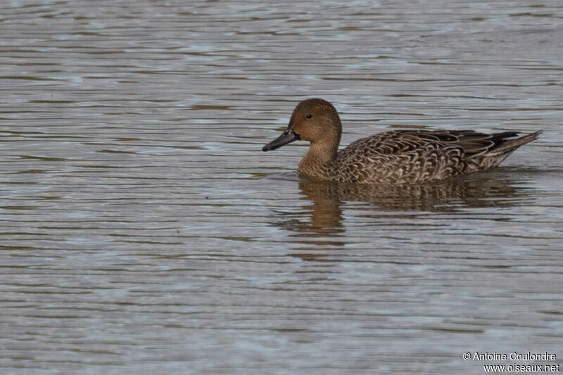 Canard pilet femelle adulte