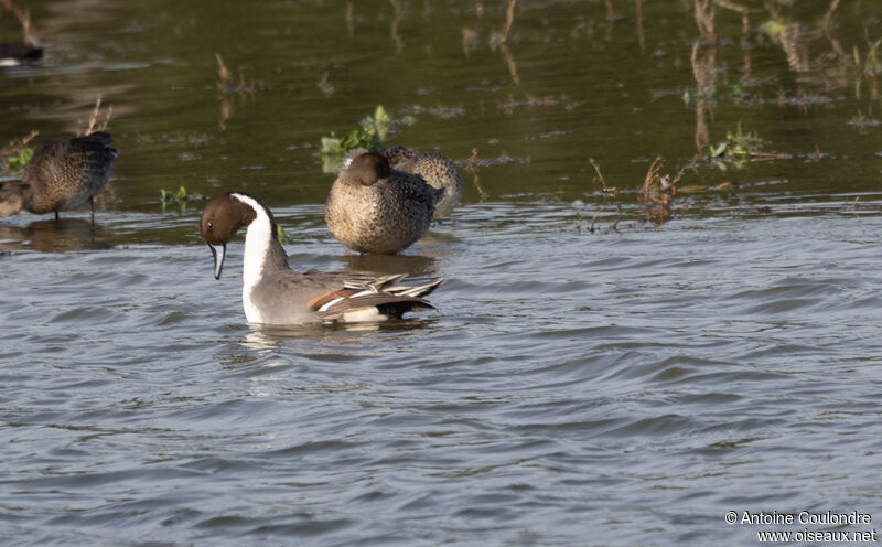 Northern Pintailadult